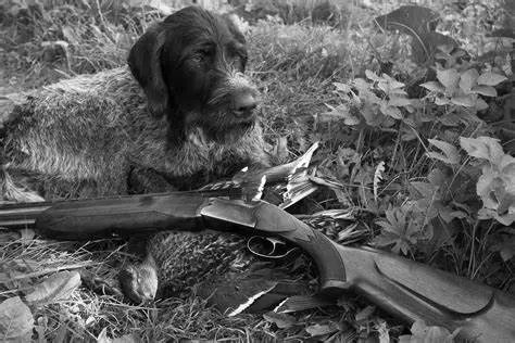 Hunting Dog Breeds A Comprehensive Guide