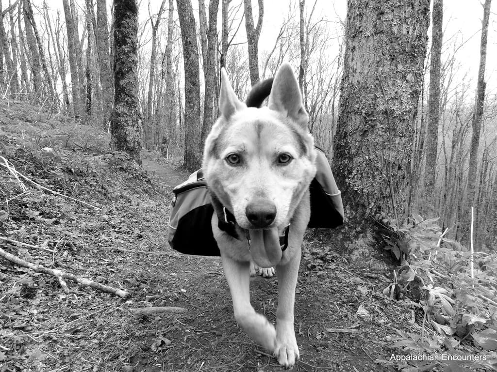 Top Dog Breeds for Hiking Adventures